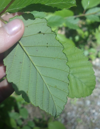Underside of alder leaf