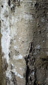 Alder bark