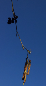 Alder catkins and cones