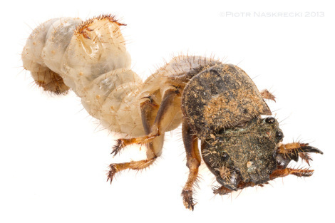 A Manticora larva, just like its parents, is a voracious killing machine.