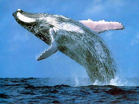 Majestic, but messy: Big whale, big earwax