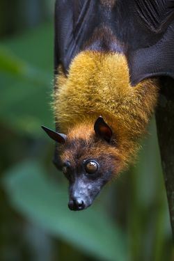 The Indian flying fox (Photo: Gavriel Jecan/Getty Images)