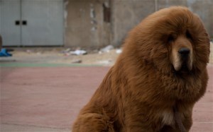 dog lion