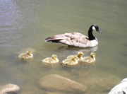 Canadian Geese