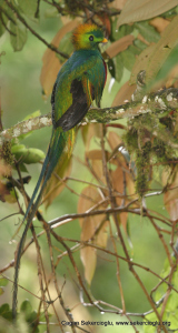 Quetzal
