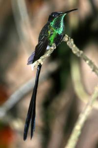Scissor-tailed hummingbird