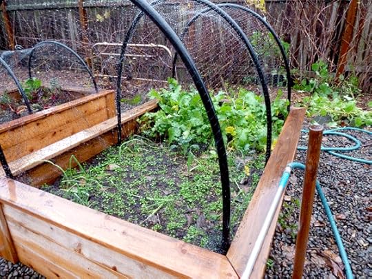 protected-raised-beds