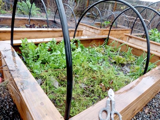 Hoops in place, ready for bird netting/greenhouse plastic