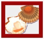 scallops