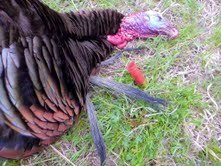 Shawn's unofficial world record. I'm telling you, this bird should be hanging on his wall!