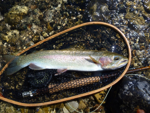 Big Trout on a Dry Fly
