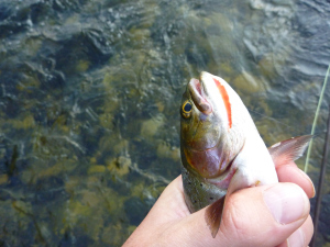 Westslope Cutthroat, on the Madison, of all places. 