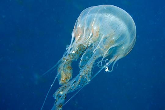 A jellyfish in the South China Sea. (Photo: David Lo/Getty)