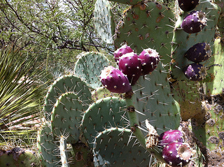 Prickly pear cactus