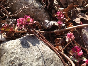 rock crop 1