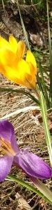 crocuses