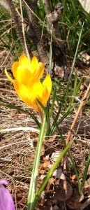 yellow crocus