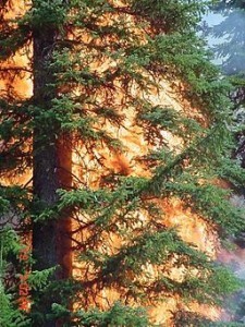 256px-08_tree