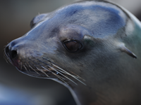 sea lion trained to bob head