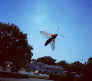 image courtesy of photobucket.com