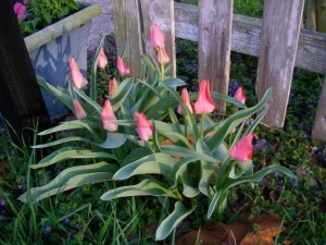 image courtesy of photobucket.com