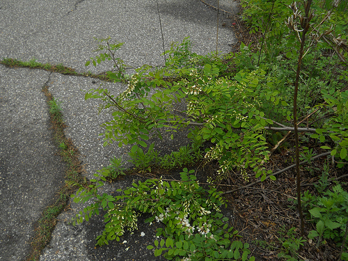 black locust, broken but blooming