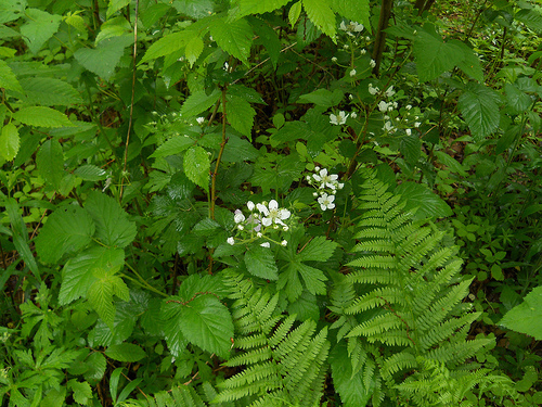 blackberry blossom