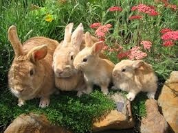rabbits
