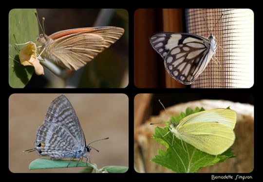 buttefly collage