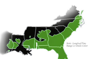 97% of this forest is gone, leaving only isolated pockets of longleaf pines
