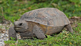 gophortortoise