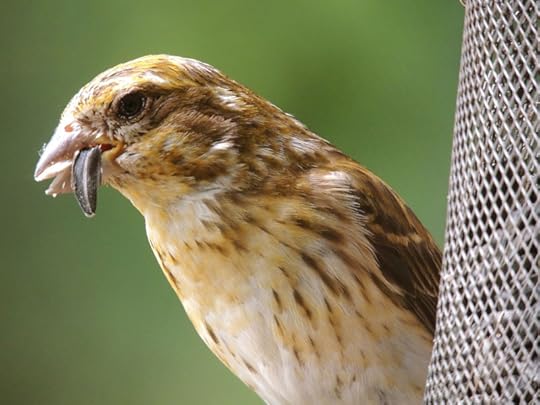 Carpodacus_purpureus_Pothier_DSCN1908