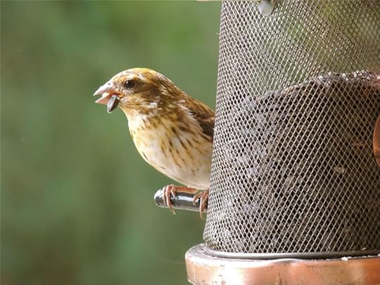 Carpodacus_purpureus_Pothier_DSCN1900