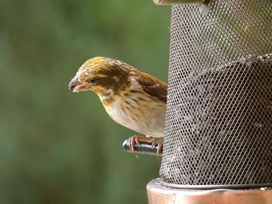 Carpodacus_purpureus_Pothier_DSCN1899