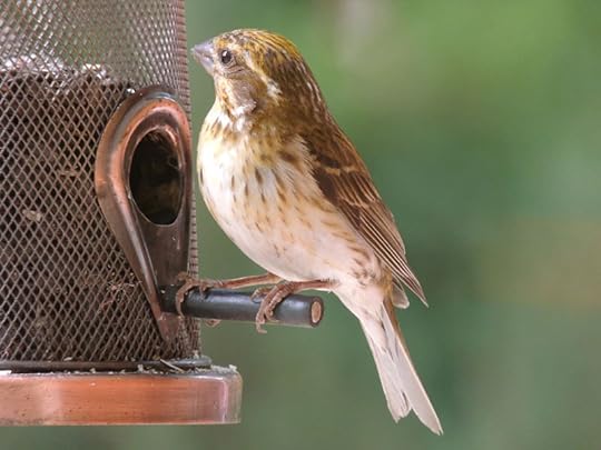 Carpodacus_purpureus_Pothier_DSCN1913