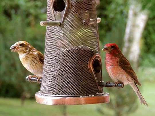 Carpodacus_purpureus_Pothier_DSCN1906