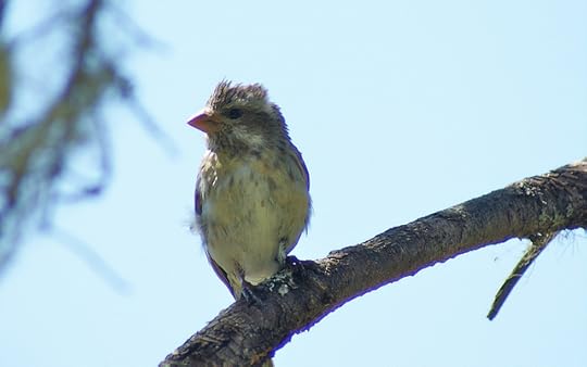 Purple Finch (Fringillidae:Carpodacus purpurpeus) male, rare yellow variant