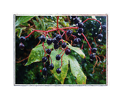 Elderberry