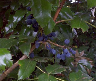 Oregon grape berries / Wikipedia Commons license