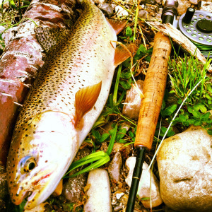 Nice Trout for such a small creek. 