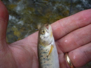 All creatures great and small . . . 