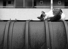 a black and white cat sleeping on a pipe