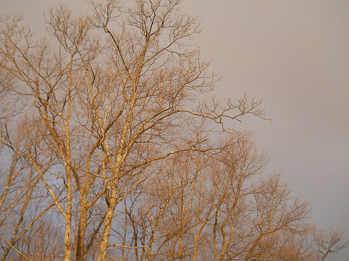 early morning light on trees