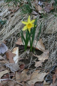 Spring Daffodil