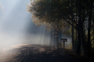 trees raining sunshine