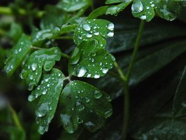treas raining leaves