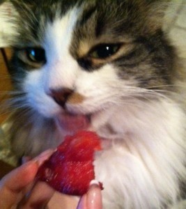BadKitteh Plum