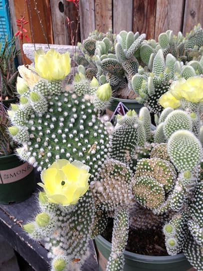 Blooming Spikes