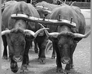 oxen_in_yoke[1]