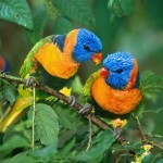 beautiful-birds-9